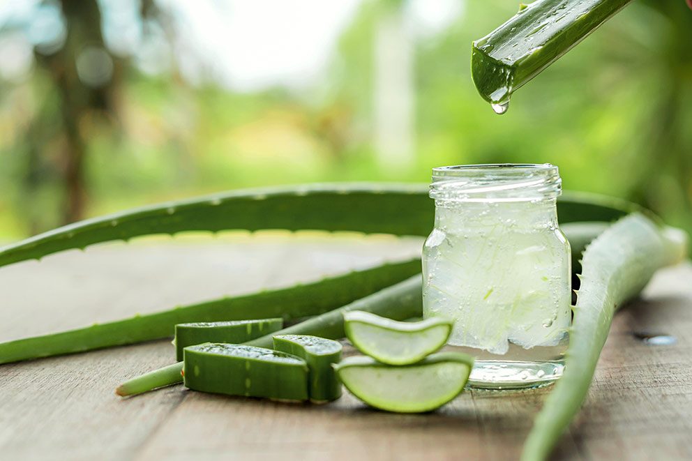 Aus einer aufgeschnittenen Aloe vera wird das Gel in ein Glas gefüllt.