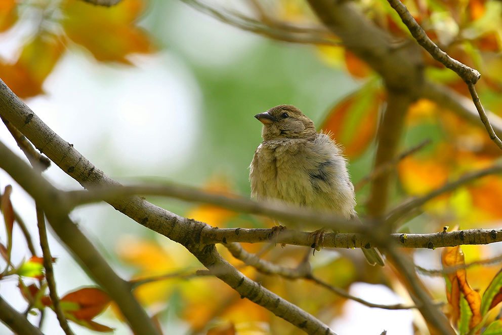 Ein kleiner Spatz sitzt in einem Baum in einem vogelfreundlichem Garten.