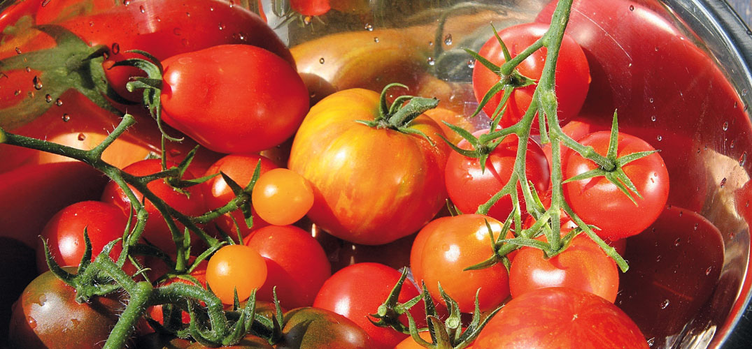 Tomaten Tipps Saen Pflanzen Pflegen Ernten Waschbar